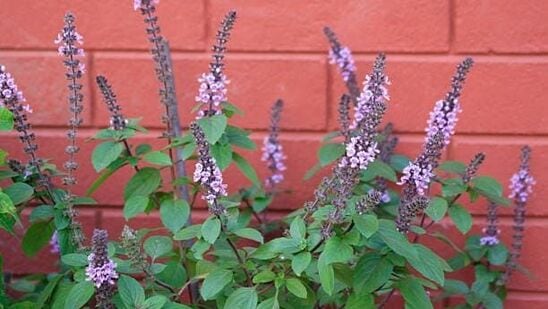 तुळस कुठे ठेवावी?वास्तुनुसार, घरातील मंदिराजवळ तुळशीचे रोप लावणे अत्यंत शुभ मानले जाते. परंतु, तुळशीचे रोप भगवान शिव आणि भगवान गणेशाजवळ ठेवू नये. असे केल्याने भगवान शिव रागावू शकतात असे मानले जाते.