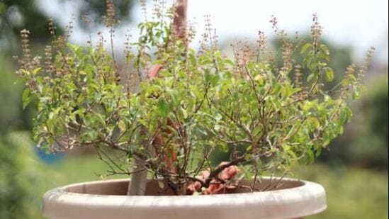 तुळशीचे रोप कुंडीत लावावे -&nbsp;वास्तुनुसार, तुळशीचे रोप कधीही तळघरात ठेवू नये. असे मानले जाते की तुळस कधीही जमिनीत लावू नये. तुळशीचे रोप नेहमी कुंडीत लावा.