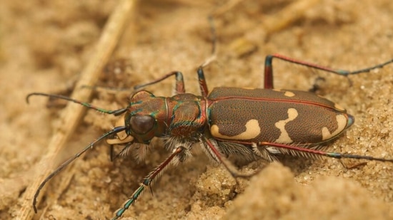 Stag Beetle Price