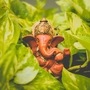 माघी गणेश जयंती आज; जाणून घ्या शुभ मुहूर्त, पूजाविधी, मंत्र आणि महत्व माघी गणेश जयंती आज; जाणून घ्या शुभ मुहूर्त, पूजाविधी, मंत्र आणि महत्व