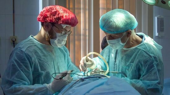 माणसामध्ये डुकराची किडनी केली प्रत्यारोपित