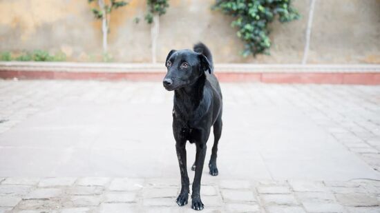 शनिवारी काळ्या कुत्र्यांना भाकरी खायला घाला किंवा कावळ्यांना धान्य खाऊ घाला, हे शुभ मानले जाते. असे केल्याने व्यक्तीवर शनीचा होणारा वाईट परिणाम टळू शकतो.&nbsp;(डिस्क्लेमर : या लेखात दिलेली माहिती पूर्णपणे सत्य आणि अचूक असेलच असं नाही. ही माहिती केवळ धार्मिक श्रद्धा आणि विविध माध्यमांवर आधारित आहे. हिंदुस्तान टाइम्स मराठी तसा दावा करत नाही. अनुकरण करण्याआधी संबंधित क्षेत्रातील तज्ज्ञांचा सल्ला घ्यावा.)