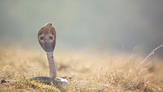 सापांची माळ - सापांची माळ: भगवान शिव हे एकमेव देवता आहेत जे त्यांच्या गळ्यात नाग घालतात. भगवान शिवाच्या गळ्यात गुंडाळलेला साप म्हणजे वासुकी नाग. वासुकी नाग हा भूतकाळ, वर्तमान आणि भविष्यकाळाचा सूचक आहे. चंद्र- भगवान शिवाचे एक नाव भालचंद्र आहे. भालचंद्र म्हणजे डोक्यावर चंद्र धारण करणारा. चंद्राचा स्वभाव थंड आहे. चंद्र हा मनाचा कारक आहे. चंद्रकोर भगवान शिवाच्या डोक्यावर अलंकाराप्रमाणे शोभतो. सापांची माळ - सापांची माळ: भगवान शिव हे एकमेव देवता आहेत जे त्यांच्या गळ्यात नाग घालतात. भगवान शिवाच्या गळ्यात गुंडाळलेला साप म्हणजे वासुकी नाग. वासुकी नाग हा भूतकाळ, वर्तमान आणि भविष्यकाळाचा सूचक आहे. चंद्र- भगवान शिवाचे एक नाव भालचंद्र आहे. भालचंद्र म्हणजे डोक्यावर चंद्र धारण करणारा. चंद्राचा स्वभाव थंड आहे. चंद्र हा मनाचा कारक आहे. चंद्रकोर भगवान शिवाच्या डोक्यावर अलंकाराप्रमाणे शोभतो.