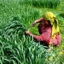 शेतकऱ्यांना निराश करणारा अर्थसंकल्प शेतकऱ्यांना निराश करणारा अर्थसंकल्प