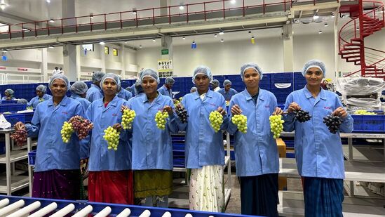 द्राक्ष निर्यात क्षेत्रात महिंद्रा कंपनीकडून २० वर्षांचा टप्पा पार