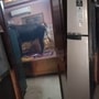 बेडरुममध्ये घुसले मोकाट गाय व बैल