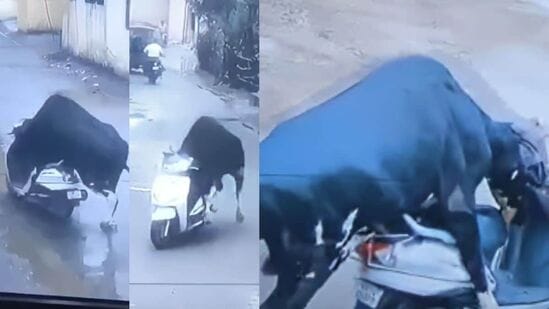 बैल स्कुटी ढकलत नेताना