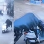 बैल स्कुटी ढकलत नेताना