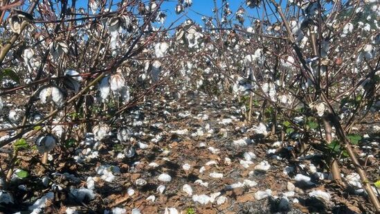 ‘Vital crop production will suffer, mangoes may move out of Ratnagiri’
