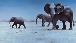 Netflix’s nature documentary ‘Night On Earth’. Netflix’s nature documentary ‘Night On Earth’.