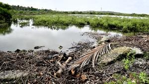 Studies have shown that the city is losing its mangrove forests.(HT FILE)
