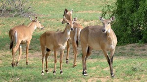 Nilgais damage crops in Ratlam, Mandaur and Neemuch.(HT file)
