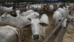 The Gopal Gaosadan Harveli in New Delhi. Six amplifiers have been installed across the cattle shelter in Rajasthan’s Sikar district to ensure that the four-legged listeners do not miss a single note of the music.(Raj K Raj/Hindustan Times) The Gopal Gaosadan Harveli in New Delhi. Six amplifiers have been installed across the cattle shelter in Rajasthan’s Sikar district to ensure that the four-legged listeners do not miss a single note of the music.(Raj K Raj/Hindustan Times)