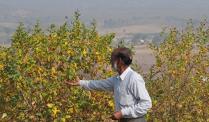 Shahzad Khan explains medicinal properties of parijat leaves.(Shankar Mourya/HT photo)
