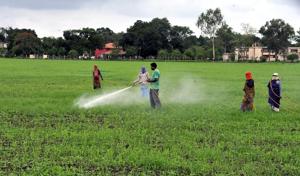 Total rabi crop sowing has exceeded 81.58 lakh hectare in the state as compared to 61.59 lakh hectares at this time last year.(Arun Mondhe/HT file)
