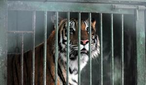 Jamuna, the Royal Bengal tigress which escaped its enclosure twice in a fortnight, was put in a cage.(Shankar Mourya/HT photo)