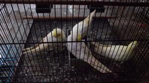The dismal scenario at Crawford Market, and other pet shops in Mumbai, has angered animal rights activists for years.(Hindustan Times) The dismal scenario at Crawford Market, and other pet shops in Mumbai, has angered animal rights activists for years.(Hindustan Times)