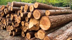 According to the report, 42% of the total roundwood and sawnwood traded globally, with an annual value of Rs 427 billion, is harvested illegally.(Shutterstock/representative image) According to the report, 42% of the total roundwood and sawnwood traded globally, with an annual value of Rs 427 billion, is harvested illegally.(Shutterstock/representative image)
