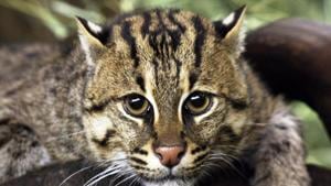 The population of fishing cats, the state animal of West Bengal, is set to decline by 30% in the Ganges-Brahmaputra delta over the next two decades. The population of fishing cats, the state animal of West Bengal, is set to decline by 30% in the Ganges-Brahmaputra delta over the next two decades.