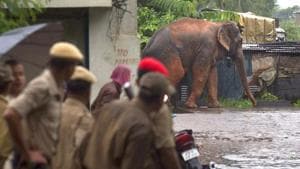 (Representative photo) Groups of villagers are hired by the forest department in Bengal to chase away elephants that regularly stray into villages killing people and destroying property.(HT Photo) (Representative photo) Groups of villagers are hired by the forest department in Bengal to chase away elephants that regularly stray into villages killing people and destroying property.(HT Photo)