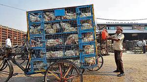 The first such plant will be installed at the fish and poultry market in Ghazipur with a second such plant scheduled to come up in the Azadpur fruit and vegetable market.(HT File Photo) The first such plant will be installed at the fish and poultry market in Ghazipur with a second such plant scheduled to come up in the Azadpur fruit and vegetable market.(HT File Photo)