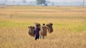 An Indian farmer carries rice seedlings from a paddy field at Nimati village, some 300 kms from Guwahati.(AFP) An Indian farmer carries rice seedlings from a paddy field at Nimati village, some 300 kms from Guwahati.(AFP)