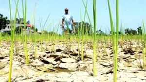 Paltry sums were distributed to farmers in compensation, as low as Rs 34 in some cases.(Representative photo)