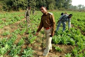 Police destroying poppy cultivation in a village in Jharkhand’s Chatra district.(HT Photo.)