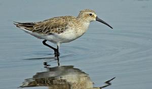 The Curlew Sandpiper.(Avinash Bhagat) The Curlew Sandpiper.(Avinash Bhagat)