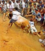 ‘In my gradually evolving view, the uprising in Tamil Nadu is not so much about cattle or even Hindi. I see it as the outpouring of accumulated despair about the health of Tamil Nadu.’ ‘In my gradually evolving view, the uprising in Tamil Nadu is not so much about cattle or even Hindi. I see it as the outpouring of accumulated despair about the health of Tamil Nadu.’