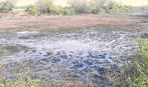 The Keoladeo National Park in Rajasthan is facing grave levels of human pressure.(HT file photo) The Keoladeo National Park in Rajasthan is facing grave levels of human pressure.(HT file photo)