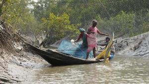 Villagers catch baby tiger shrimps in the Sunderbans.These villagers often get killed by tigers and crocodiles, but the deaths go unreported since they do not have forest permits to enter this area.(Subhankar Chakraborty/HT Photo) Villagers catch baby tiger shrimps in the Sunderbans.These villagers often get killed by tigers and crocodiles, but the deaths go unreported since they do not have forest permits to enter this area.(Subhankar Chakraborty/HT Photo)