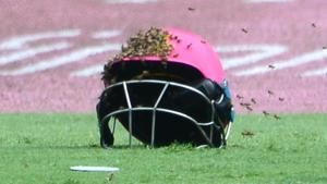 The third ODI between South Africa vs Sri Lanka was held up for close to one hour by a swarm of bees that had invaded the Wanderers stadium.(Getty Images) The third ODI between South Africa vs Sri Lanka was held up for close to one hour by a swarm of bees that had invaded the Wanderers stadium.(Getty Images)