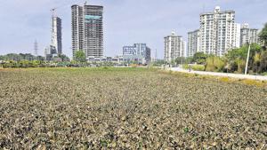 The entitlement of the land in question and the mutation has been in a dispute for over three decades.(HT File) The entitlement of the land in question and the mutation has been in a dispute for over three decades.(HT File)