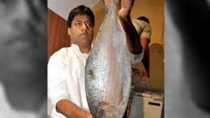Hilsa is often reckoned as the queen of fishes by Bengalis, most of whom are fanatic about its aroma and taste.(HT Photo) Hilsa is often reckoned as the queen of fishes by Bengalis, most of whom are fanatic about its aroma and taste.(HT Photo)