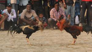 Hundreds of villagers gather at the fight spots that are organised every day at some village of the other in the Sunderbans.(Subhankar Chakraborty) Hundreds of villagers gather at the fight spots that are organised every day at some village of the other in the Sunderbans.(Subhankar Chakraborty)