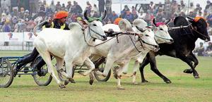 Bullock cart race was last organised in the 78th edition of the Kila Raipur sports festival in 2014.(HT Photo) Bullock cart race was last organised in the 78th edition of the Kila Raipur sports festival in 2014.(HT Photo)