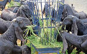 Beetal, popularly called Amritsari, is the native goat breed of Punjab which is good for both milk and meat products.(HT File Photo) Beetal, popularly called Amritsari, is the native goat breed of Punjab which is good for both milk and meat products.(HT File Photo)
