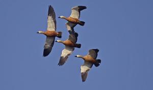 Ruddy Shelducks make their way across the sky. They’re just one of more than 350 species sighted in the Mumbai region. Have they flown past your window?(Sunjoy Monga) Ruddy Shelducks make their way across the sky. They’re just one of more than 350 species sighted in the Mumbai region. Have they flown past your window?(Sunjoy Monga)