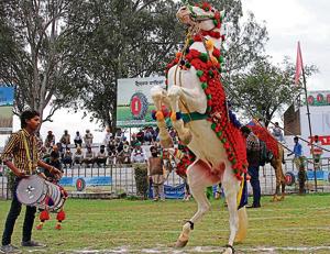 A horse dancing to the beats of dhol.(JS Grewal/Hindustan Times) A horse dancing to the beats of dhol.(JS Grewal/Hindustan Times)