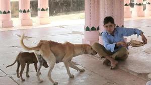 A student tries to save his midday meal from the stray dogs who enter the school in Rajasthan due to a lack of boundary wall.(Himanshu Vyas/HT Photo) A student tries to save his midday meal from the stray dogs who enter the school in Rajasthan due to a lack of boundary wall.(Himanshu Vyas/HT Photo)