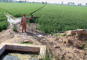 Farmer Karamjit Singh (left) shows his first wheat crop after eight years at Rahurianwali village; and (below) a rejuvenated pond at Kundal village, in Fazilka district, being shown by executive engineer, irrigation, Manoj Bansal.(Sanjeev Kumar/Hindustan Times) Farmer Karamjit Singh (left) shows his first wheat crop after eight years at Rahurianwali village; and (below) a rejuvenated pond at Kundal village, in Fazilka district, being shown by executive engineer, irrigation, Manoj Bansal.(Sanjeev Kumar/Hindustan Times)