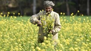 In Rajasthan, mustard is mostly grown in areas like Sriganganagar, Alwar, Bharatpur and Kota.(HT file photo) In Rajasthan, mustard is mostly grown in areas like Sriganganagar, Alwar, Bharatpur and Kota.(HT file photo)