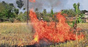 Agriculture officers, panchayat employees and farmers set fire to wheat that are almost ripe for harvesting in Sonpukur village in West Bengal, on March 4, 2017.(Subhankar Chakraborty/HT Photo) Agriculture officers, panchayat employees and farmers set fire to wheat that are almost ripe for harvesting in Sonpukur village in West Bengal, on March 4, 2017.(Subhankar Chakraborty/HT Photo)