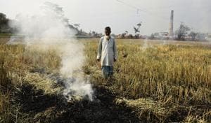 A farmer stands helplessly in the middle of his field staring at the crop that has been burnt by the government officers in Nadia district of West Bengal.(Subhankar Chakraborty/HT PHOTO)
