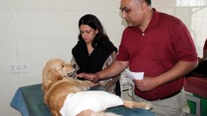 The golden retriever with its owners while being treated at GADVASU in Ludhiana on Tuesday.(Jagtinder Singh Grewal/HT Photo) The golden retriever with its owners while being treated at GADVASU in Ludhiana on Tuesday.(Jagtinder Singh Grewal/HT Photo)