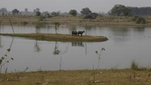 Yamuna Biodiversity Park is being redesigned so that it could attract more animals and to ensure that there is no man-animal conflict.(Raj K Raj/HT Photo) Yamuna Biodiversity Park is being redesigned so that it could attract more animals and to ensure that there is no man-animal conflict.(Raj K Raj/HT Photo)