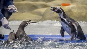 After a positive report from microbiologists who tested the condition of the enclosure, especially the water, the penguins were moved from their 250-square-foot quarantine area to their 1,550-square-foot permanent home on March 6.(HT) After a positive report from microbiologists who tested the condition of the enclosure, especially the water, the penguins were moved from their 250-square-foot quarantine area to their 1,550-square-foot permanent home on March 6.(HT)