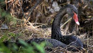Officials believe the female black swan has hatched at least four eggs, but they cannot be sure.(Mohd Zakir/HT PHOTO) Officials believe the female black swan has hatched at least four eggs, but they cannot be sure.(Mohd Zakir/HT PHOTO)