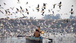 Migratory birds at the Yamuna, New Delhi, India. (File Photo)(Saumya Khandelwal/HT) Migratory birds at the Yamuna, New Delhi, India. (File Photo)(Saumya Khandelwal/HT)